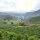 Brazil Cachoeira da Grama Natural 226g Bohne