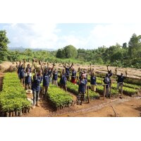 LPDC Taferi Kela Limited Edition 250g