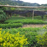 Colombia La Virginia 226g Bohne