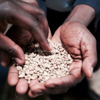 Kenya Kegwa AA washed 226g Bohne