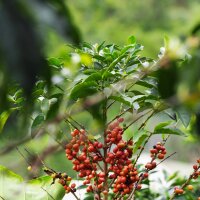 Colombia Zen Decaf 226g Bohne