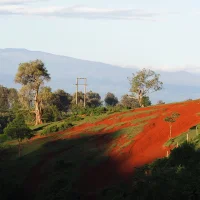 Kenya Nyeri Decaf 226g Bohne