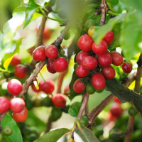 Kenya Kamwangi washed 226g Bohne