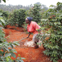 Kenya Kamwangi washed 226g Bohne