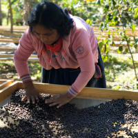 Mexico Tebejapa Bio 226g Bohne